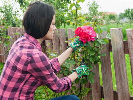 Close-up of hands pruning a shrub, demonstrating gardening work in Gunnersbury